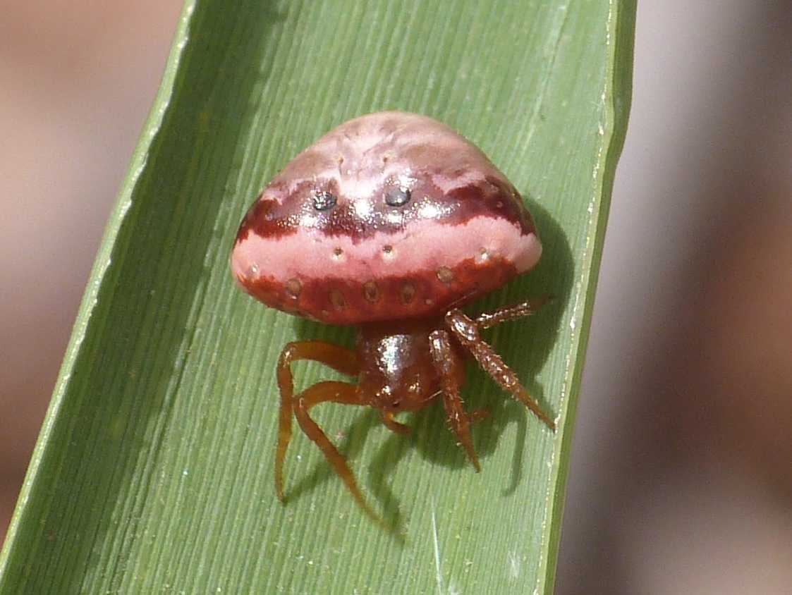 Cyrtarachne ixoides - Santa Teresa Gallura (OT)